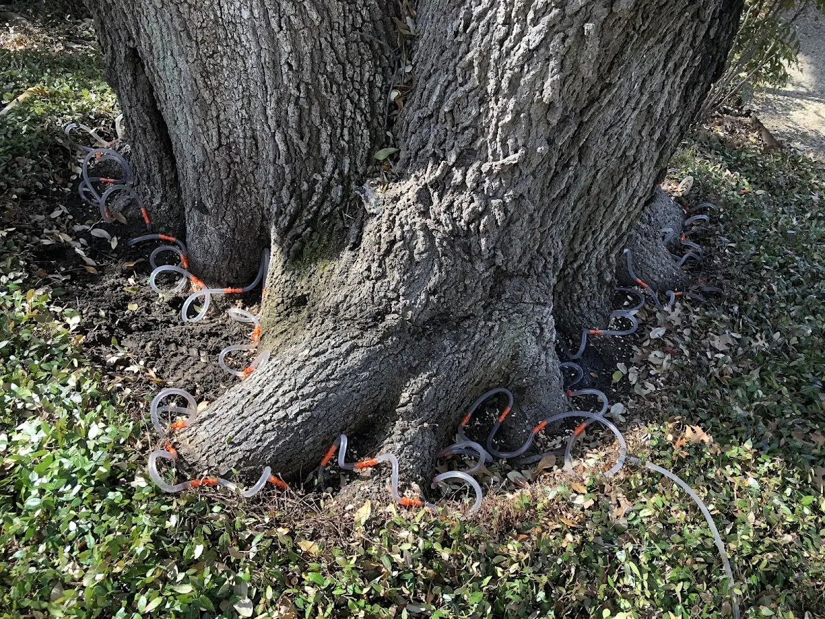 Detailed Tree Cabling and Bracing job site in Burlington